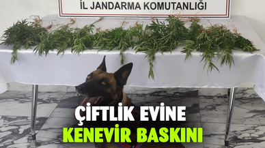 Çiftlik evine kenevir baskını