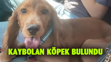 Kaybolan köpek bulundu