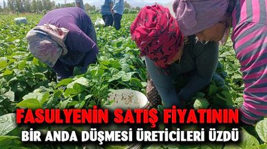 Fasulyenin satış fiyatının bir anda düşmesi üreticileri üzdü