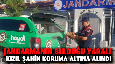 Jandarmanın bulduğu yaralı kızıl şahin koruma altına alındı