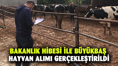 Bakanlık hibesi ile büyükbaş hayvan alımı gerçekleştirildi