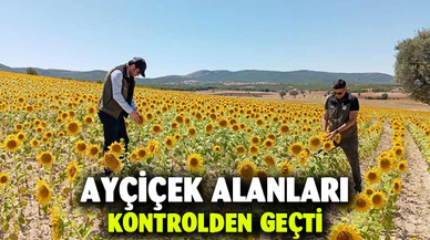 Ayçiçek ve nohut alanları kontrol edildi