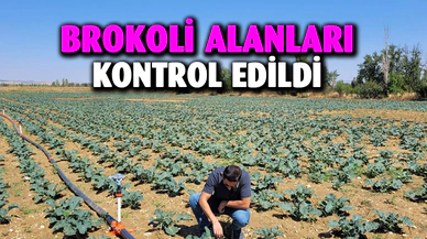 Afyonkarahisar’da brokoli alanları incelendi