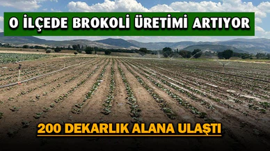 Sinanpaşa'da Brokoli Üretimi Artıyor
