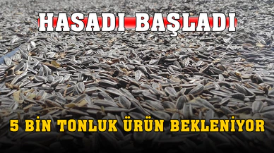 Hasat Başladı, 5 Bin Ton Ürün Bekleniyor
