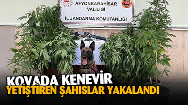 Keneviri yetiştirdikleri yer hayrete düşürdü