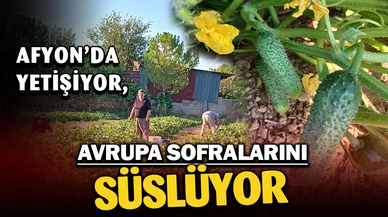 Başmakçı’nın salatalığı Avrupa sofralarını süslüyor