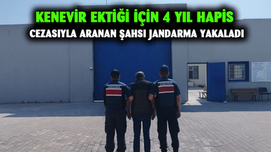 Kenevir ektiği için 4 yıl hapis cezasıyla aranan şahsı jandarma yakaladı
