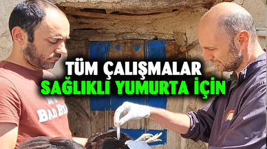 Sağlıklı yumurta üretimi çalışmaları devam ediyor