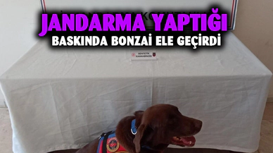 Jandarma yaptığı baskında bonzai ele geçirdi