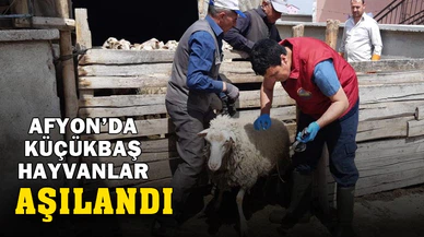 Afyonkarahisar'da küçükbaş hayvanlar aşılandı