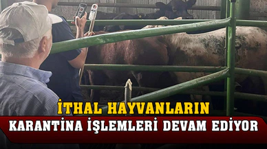 İthal gelen hayvanların işlemleri gerçekleştirildi