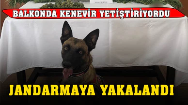 Balkonda kenevir yetiştiren şahsı jandarma yakaladı