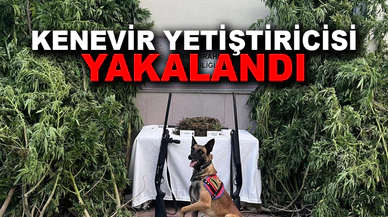 Afyonkarahisar’da esrar ve kenevir yakalandı