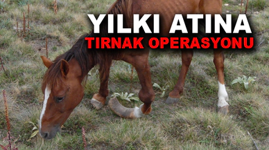 Afyonkarahisar'da yılkı atına tırnak operasyonu
