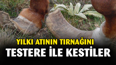 Yılkı atının tırnağını dağda testere ile kestiler