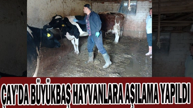 ÇAY’DA BÜYÜKBAŞ HAYVANLARA AŞILAMA YAPILDI