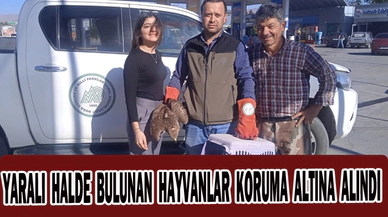 Yaralı halde bulunan hayvanlar koruma altına alındı
