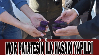 MOR PATATESİN İLK HASADI YAPILDI