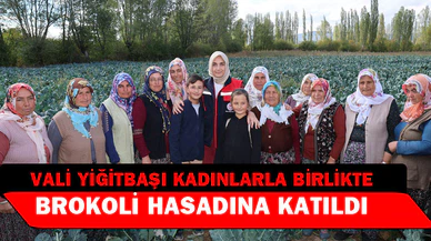 Vali Yiğitbaşı brokoli hasadı yaptı