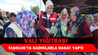 Vali Yiğitbaşı, Taşoluk’ta brokoli hasadına katıldı