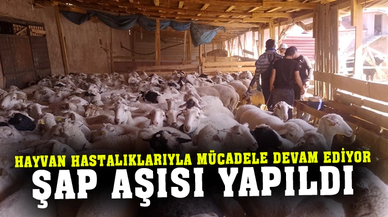 Afyonkarahisar’da şap ve brucella aşısı yapıldı