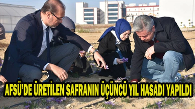 AFSÜ’DE ÜRETİLEN SAFRANIN ÜÇÜNCÜ YIL HASADI YAPILDI