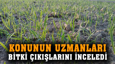 Bitki gelişimi kontrolleri sürüyor