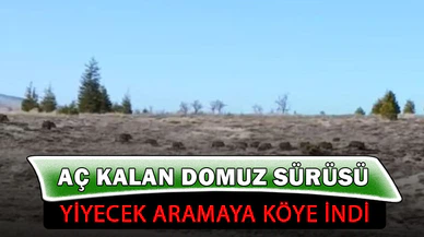 Aç kalan domuz sürüsü köye indi