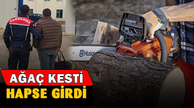 Ağaç kesme suçundan aranan şahıs yakalandı