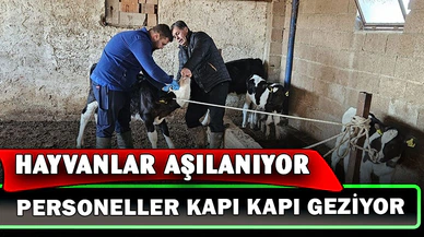 Büyük ve küçükbaş hayvanlara aşılama çalışması yapıldı