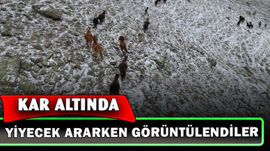 Yaylada kar altında yiyecek arayan yılkı atları havadan görüntülendi