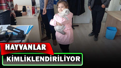 Kedi, köpek ve gelinciklerin kimliklendirilmesi devam ediyor