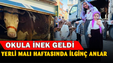 Yerli Malı Haftası'nda ilginç anlar... Okula inek geldi