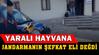 Devriye gezen jandarmanın bulduğu yaralı kızılşahin koruma altına alındı