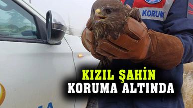 Jandarmanın yaralı halde bulunduğu kızıl şahin koruma altına alındı