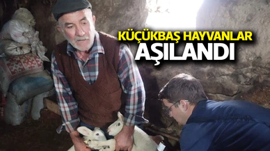 Afyonkarahisar'da küçükbaş hayvanlar aşılandı