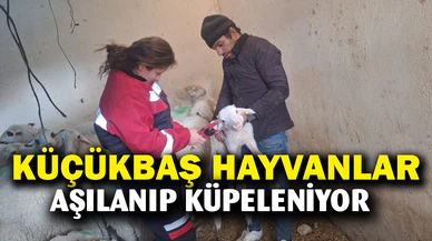 Evciler’de küçükbaş hayvanlara yönelik aşılama