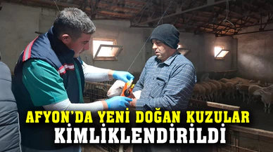 Yeni doğan kuzular kimliklendirildi