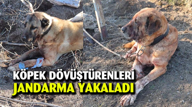 Yasadışı köpek dövüştürenlere karşı operasyon