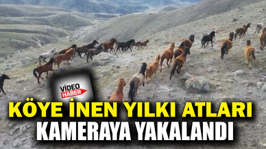 Soğuk havada yiyecek arayan yılkı atları köylere kadar indi