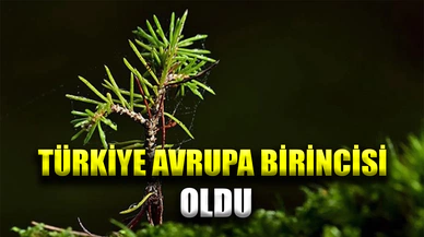 Türkiye, en çok ağaçlandırma yapmakta Avrupa birincisi