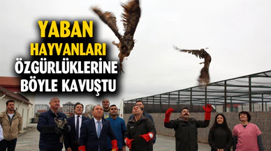 Afyon Kocatepe Üniversitesi'nde tedavisi tamamlanan hayvanlar doğaya salındı