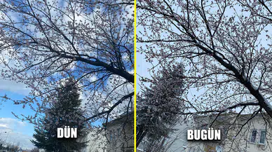 Afyonkarahisar'da yalancı bahara aldanarak çiçek açan ağaçlar beyaza büründü