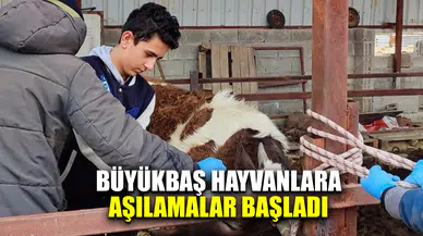Dazkırı'da büyükbaş hayvanlara şap ve sığır brusellozu aşılamaları başladı