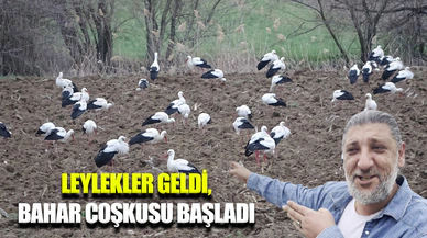 Baharın müjdecisi leylekler Tavşanlı semalarında görüldü