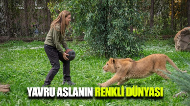 İzmir’de yavru aslan bulundu