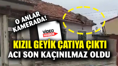 Çatıda kızıl geyiği görenler neye uğradığını şaşırdı