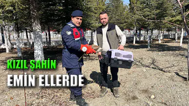 Dinar’da bulunan yaralı kızıl şahine jandarma el uzattı