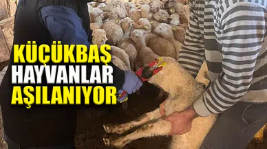 Sandıklı’da küçükbaş hayvanlar aşılanmaya başladı